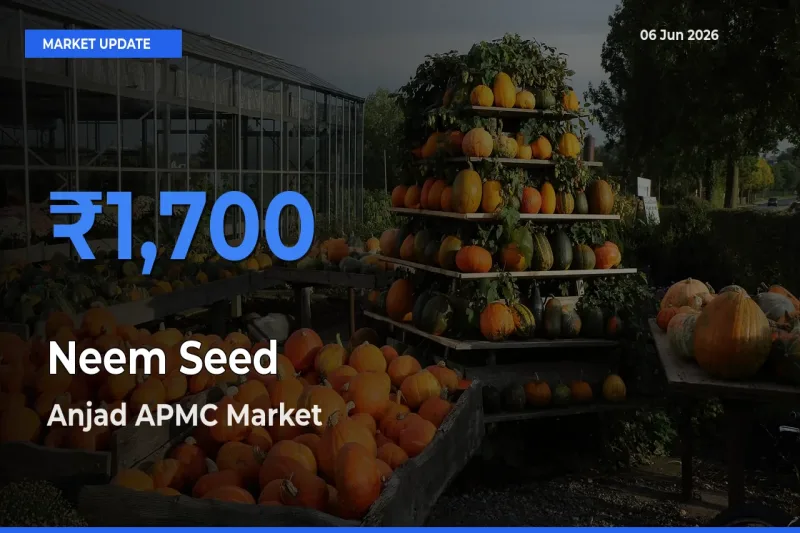 Anjad APMC Records Highest ₹1,700 Rate for Neem Seed