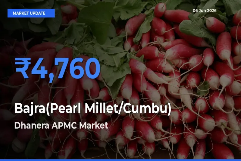 Farmers Prefer Dhanera APMC as Bajra(Pearl Millet/Cumbu) Hits Highest Rate