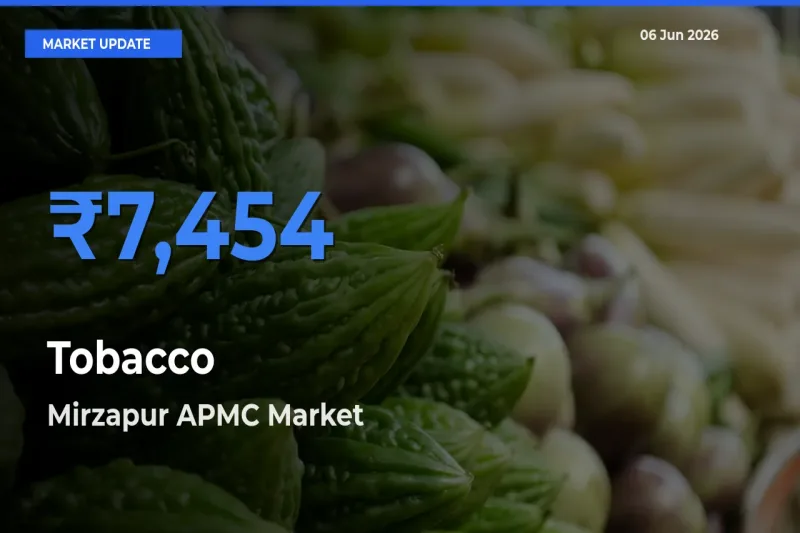 Farmers Prefer Mirzapur APMC as Tobacco Hits Highest Rate