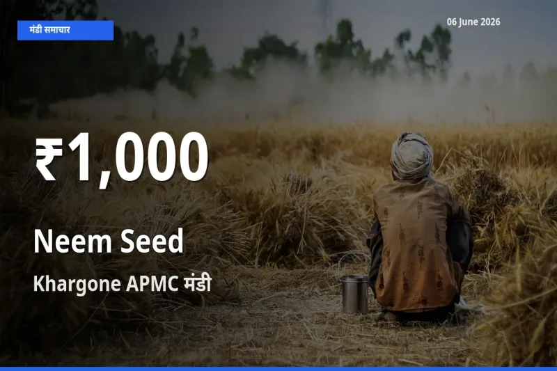Khargone APMC में नीम बीज के दाम 30 दिन के न्यूनतम स्तर पर, आज का मंडी भाव देखें