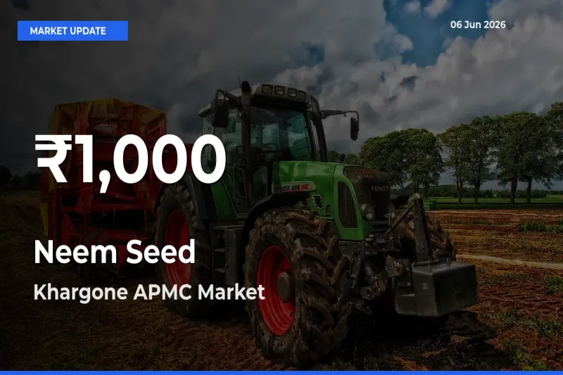 Neem Seed Mandi Rate Today: 30-Day Low Recorded in Khargone APMC