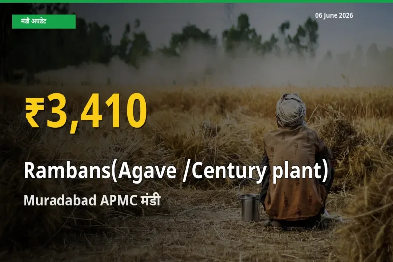 रामबाँस के दामों में रिकॉर्ड तेज़ी, Muradabad APMC