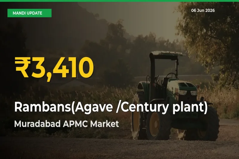 Rambans(Agave /Century plant) Price Rally Continues – Muradabad APMC Hits Fresh High Today