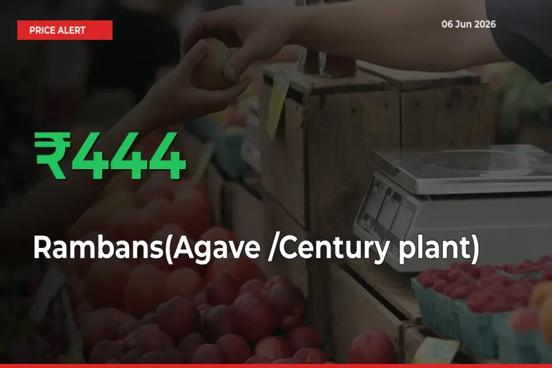 Rambans(Agave /Century plant) Prices Rise 444.29% in a Day at Major Mandis