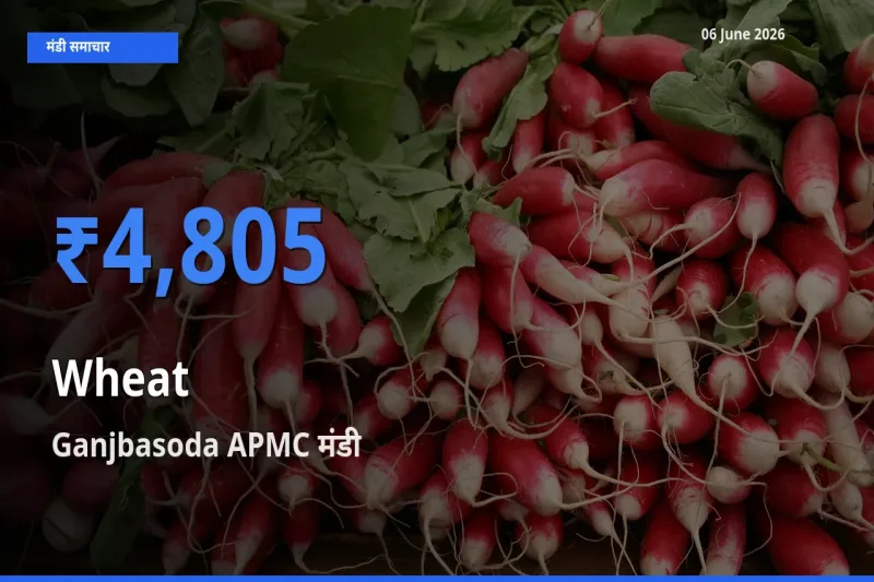 Ganjbasoda APMC मंडी में गेहूँ ₹4,805 पर पहुँचा – आज का सर्वोच्च भाव