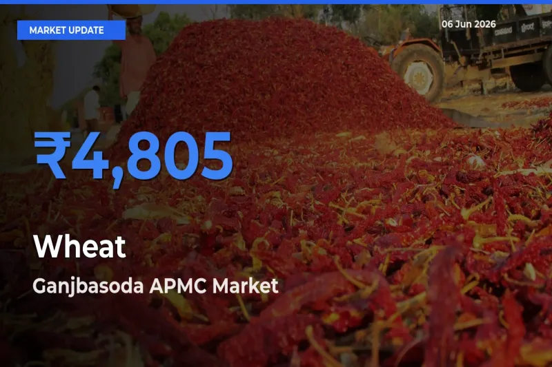 Ganjbasoda APMC Records Highest ₹4,805 Rate for Wheat
