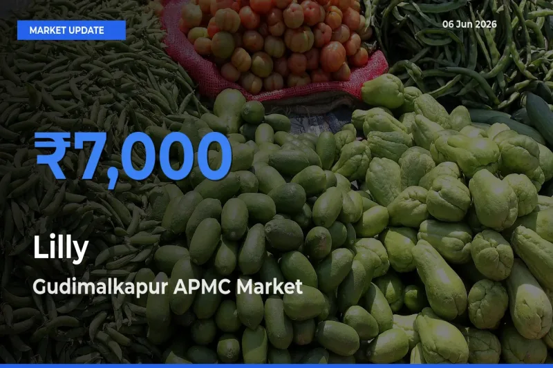 Gudimalkapur APMC Emerges as Top Mandi for Lilly Prices Today