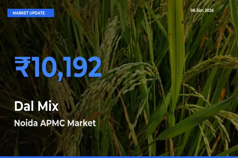 Dal Mix Mandi Rate Today: Noida APMC Tops the List