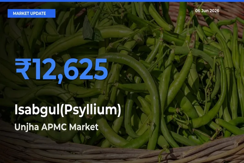 Unjha APMC Records Highest ₹12,625 Rate for Isabgul(Psyllium)