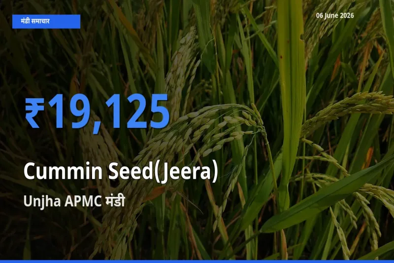 Unjha APMC मंडी में आज जीरा के सबसे ऊँचे दाम दर्ज