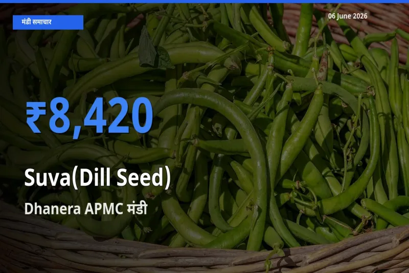 Dhanera APMC में सुवा (डिल सीड्स) का आज सबसे ऊँचा भाव