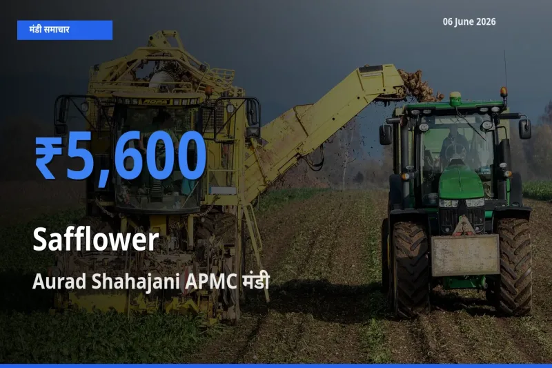 आज का मंडी भाव: कुसुम के सबसे ज़्यादा दाम Aurad Shahajani APMC में