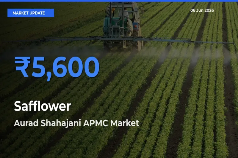 Top Performer! Aurad Shahajani APMC Offers Best Safflower Price Today
