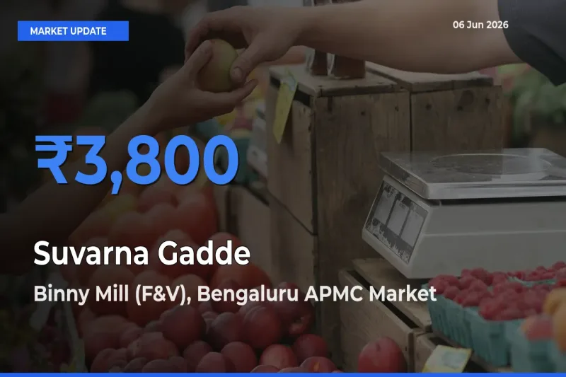 Market Watch: Binny Mill (F&V), Bengaluru APMC Becomes Top Mandi for Suvarna Gadde
