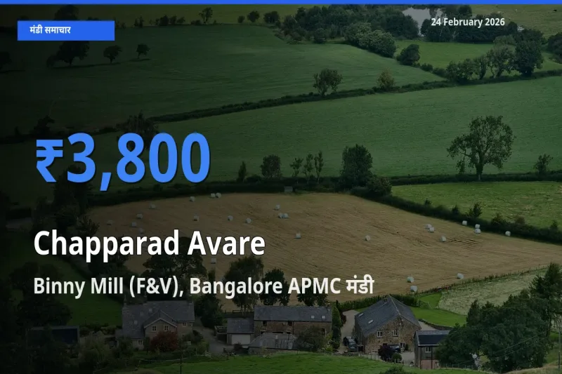 आज Chapparad Avare के सबसे ज़्यादा दाम Binny Mill (F&V), Bangalore APMC मंडी में दर्ज