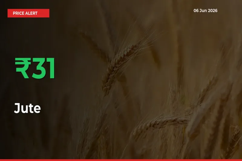 31.4% Spike in Jute Prices – Mandi Sees Sudden Rally