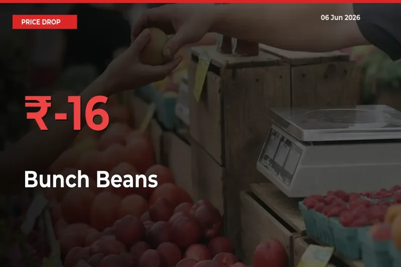 Sharp Fall! Bunch Beans Prices Plunge 16.44% in a Day at Key Mandis