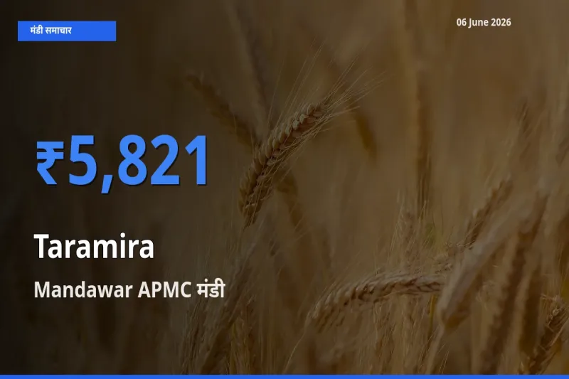 Mandawar APMC में तारामीरा का आज सबसे ऊँचा भाव