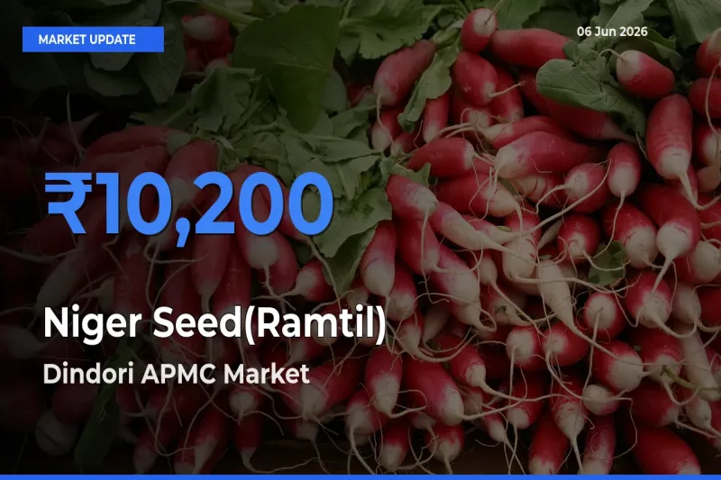 Dindori APMC Leads as Top Mandi for Niger Seed(Ramtil) Prices