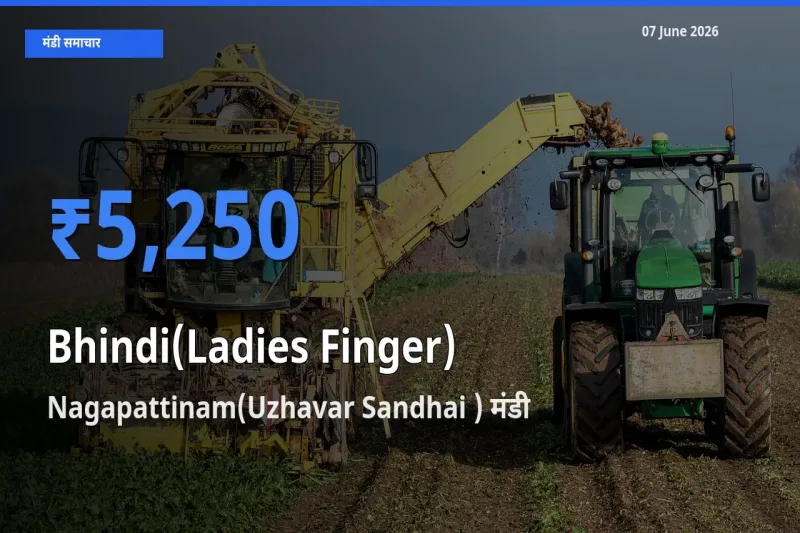Nagapattinam(Uzhavar Sandhai ) में भिंडी का आज सबसे ऊँचा भाव