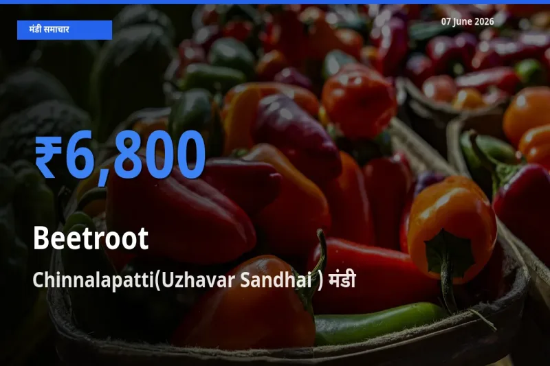 आज चुकंदर के सबसे ज़्यादा दाम Chinnalapatti(Uzhavar Sandhai ) मंडी में दर्ज