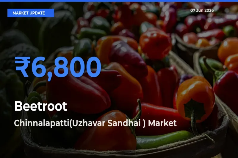 Farmers Prefer Chinnalapatti(Uzhavar Sandhai ) as Beetroot Hits Highest Rate
