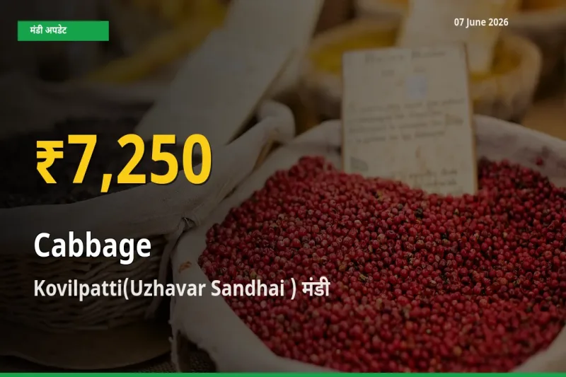 किसानों के लिए खुशखबरी! Kovilpatti(Uzhavar Sandhai ) में पत्ता गोभी के दाम रिकॉर्ड स्तर पर