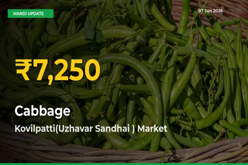 Big Jump in Cabbage Prices! Kovilpatti(Uzhavar Sandhai ) Records New Peak Today