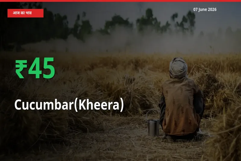 तेज़ तेजी! मंडी में खीरा के दाम 45.09% चढ़े