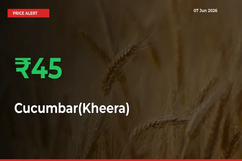 Cucumbar(Kheera) Prices Rise 45.09% in a Day at Major Mandis