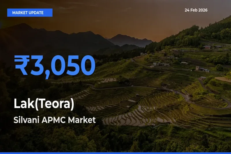 Lak(Teora) Mandi Rate Today: Silvani APMC Tops the List