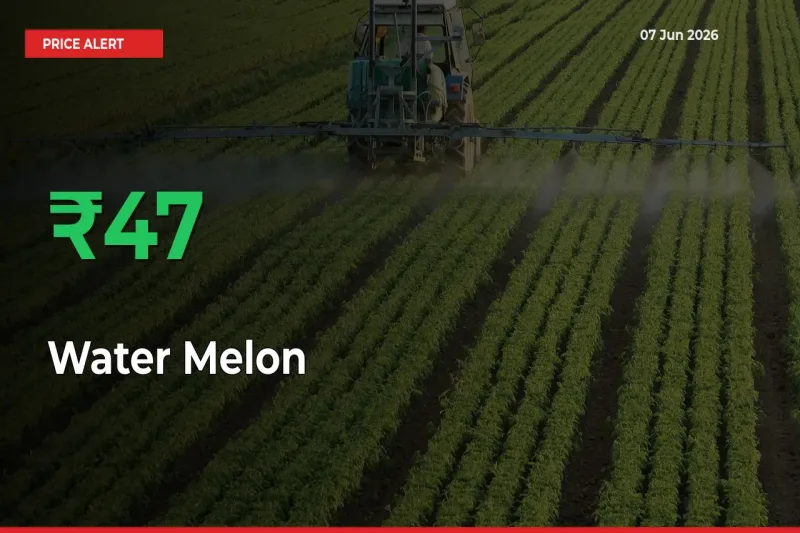 Sharp Jump! Water Melon Prices Climb 47.23% in 24 Hours at Key Mandis