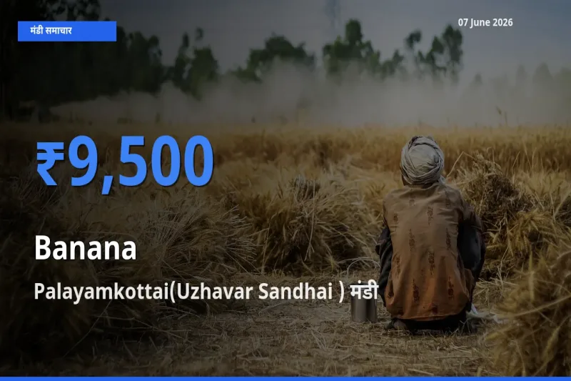 आज केला के सबसे ज़्यादा दाम Palayamkottai(Uzhavar Sandhai ) मंडी में दर्ज