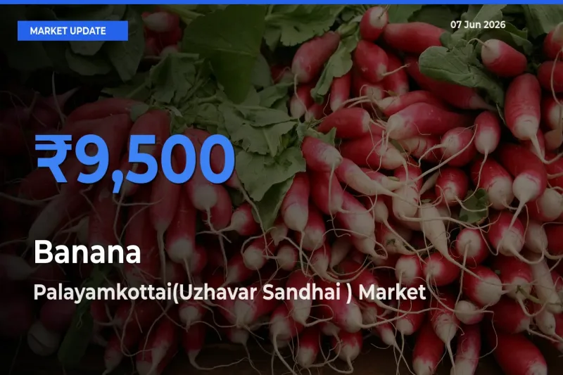 Market Watch: Palayamkottai(Uzhavar Sandhai ) Becomes Top Mandi for Banana