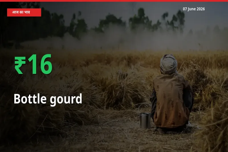 लौकी 16.33% उछला, मंडी