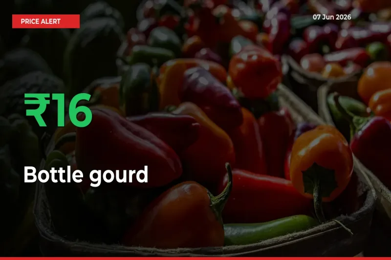 Bottle gourd Mandi Rate Today: Prices Jump 16.33% at Market