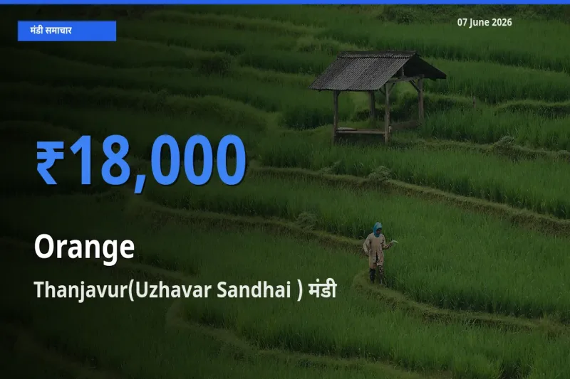 टॉप मंडी बना Thanjavur(Uzhavar Sandhai )! संतरा के सबसे ऊँचे दाम यहीं दर्ज