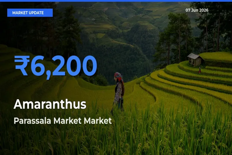 Parassala Market Records Highest ₹6,200 Rate for Amaranthus