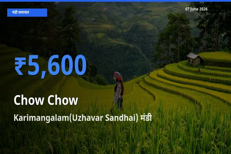 Karimangalam(Uzhavar Sandhai) में चाउ चाउ का आज सबसे ऊँचा भाव
