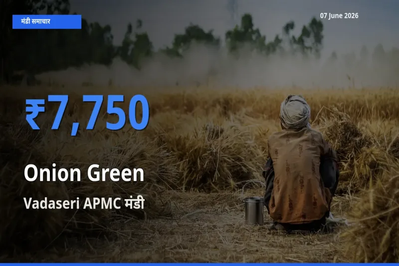 टॉप मंडी बना Vadaseri APMC! प्याज हरा के सबसे ऊँचे दाम यहीं दर्ज