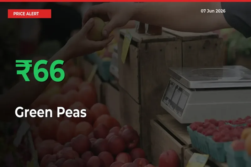 Farmers Cheer as Green Peas Prices Surge 66.26% in Local Mandis