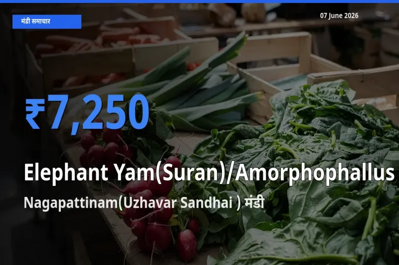 आज का मंडी भाव: जिमीकंद (सूरन) के सबसे ज़्यादा दाम Nagapattinam(Uzhavar Sandhai ) में