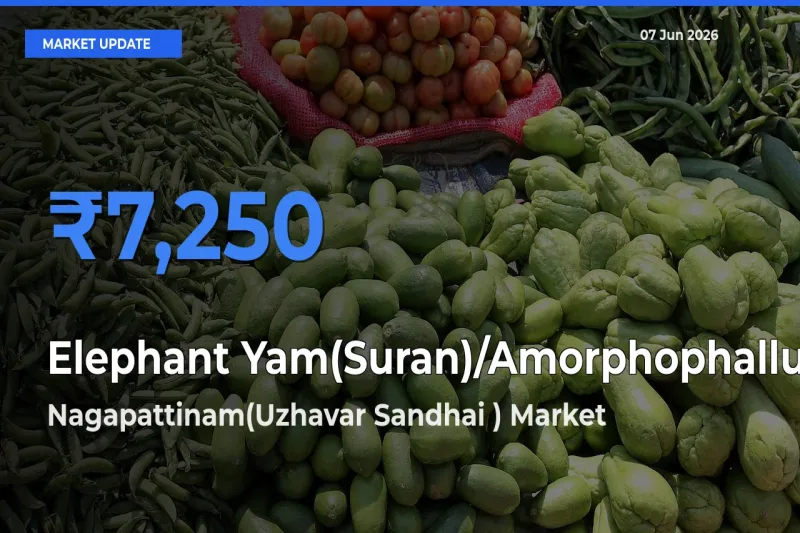 Nagapattinam(Uzhavar Sandhai ) Offers ₹7,250 – Highest Elephant Yam(Suran)/Amorphophallus Rate Today