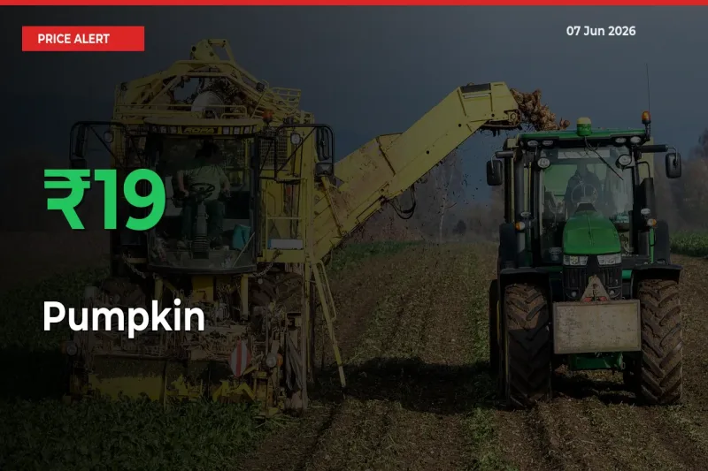 Why Pumpkin Prices Rose 18.87% in a Day at Mandis