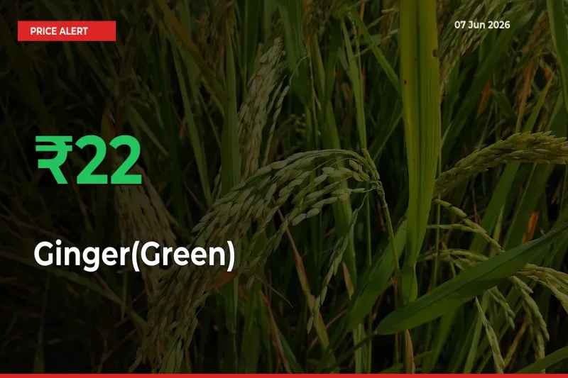 Big Rally! Ginger(Green) Climbs 21.66% in 24 Hours at Top Mandis