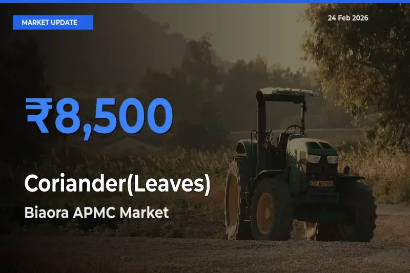 Biaora APMC Records Highest ₹8,500 Rate for Coriander(Leaves)