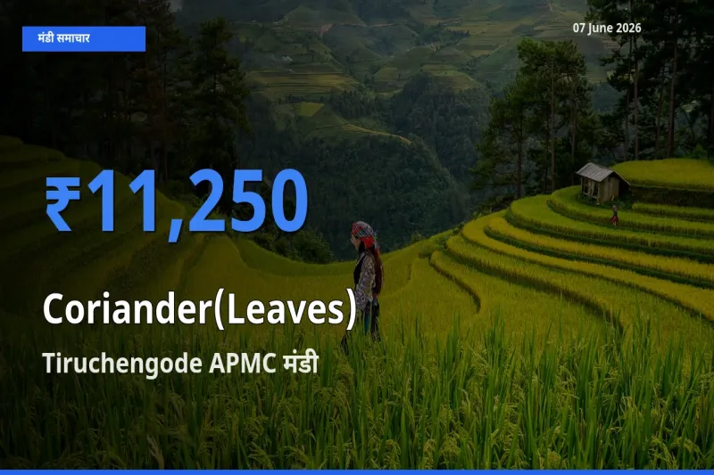 किसानों की पसंद बना Tiruchengode APMC, हरा धनिया के सबसे अच्छे दाम