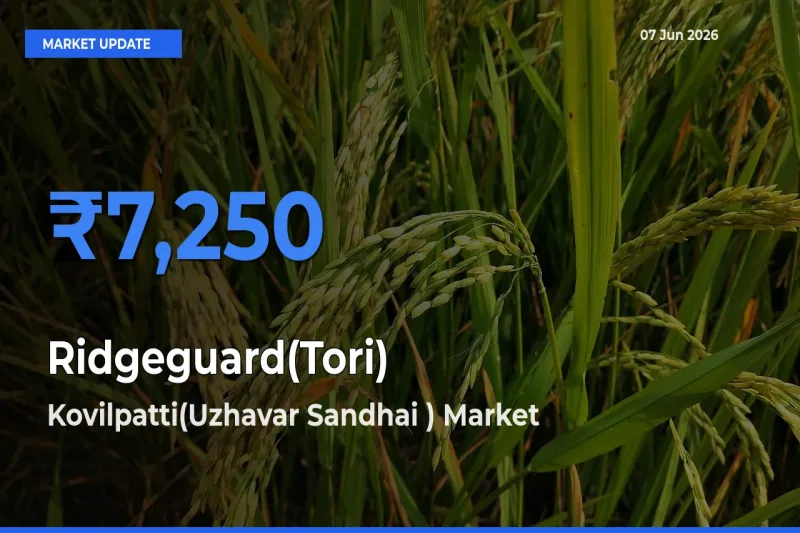 Kovilpatti(Uzhavar Sandhai ) Tops Ridgeguard(Tori) Mandi Rates Today