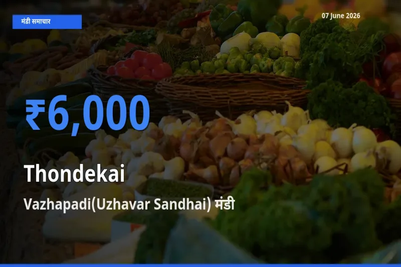 Vazhapadi(Uzhavar Sandhai) में कुंदरू का आज सबसे ऊँचा भाव