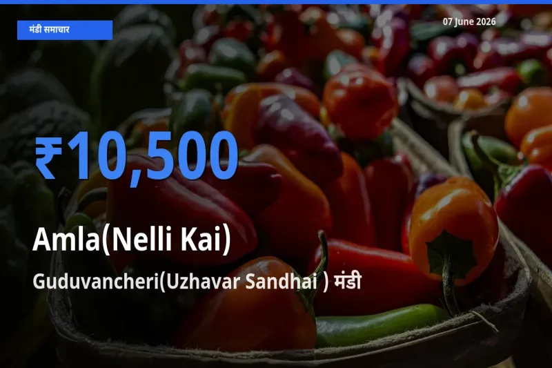 आज का मंडी भाव: आंवला के सबसे ज़्यादा दाम Guduvancheri(Uzhavar Sandhai ) में